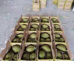 Bảo quản sầu riêng trong kho mát